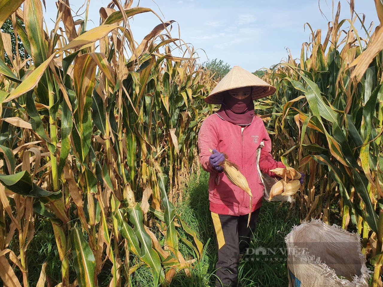 Người dân xã Đức Xuyên sản xuất ngô giống F1 mang lại hiệu quả kinh tế cao. Ảnh: Hồ Trang