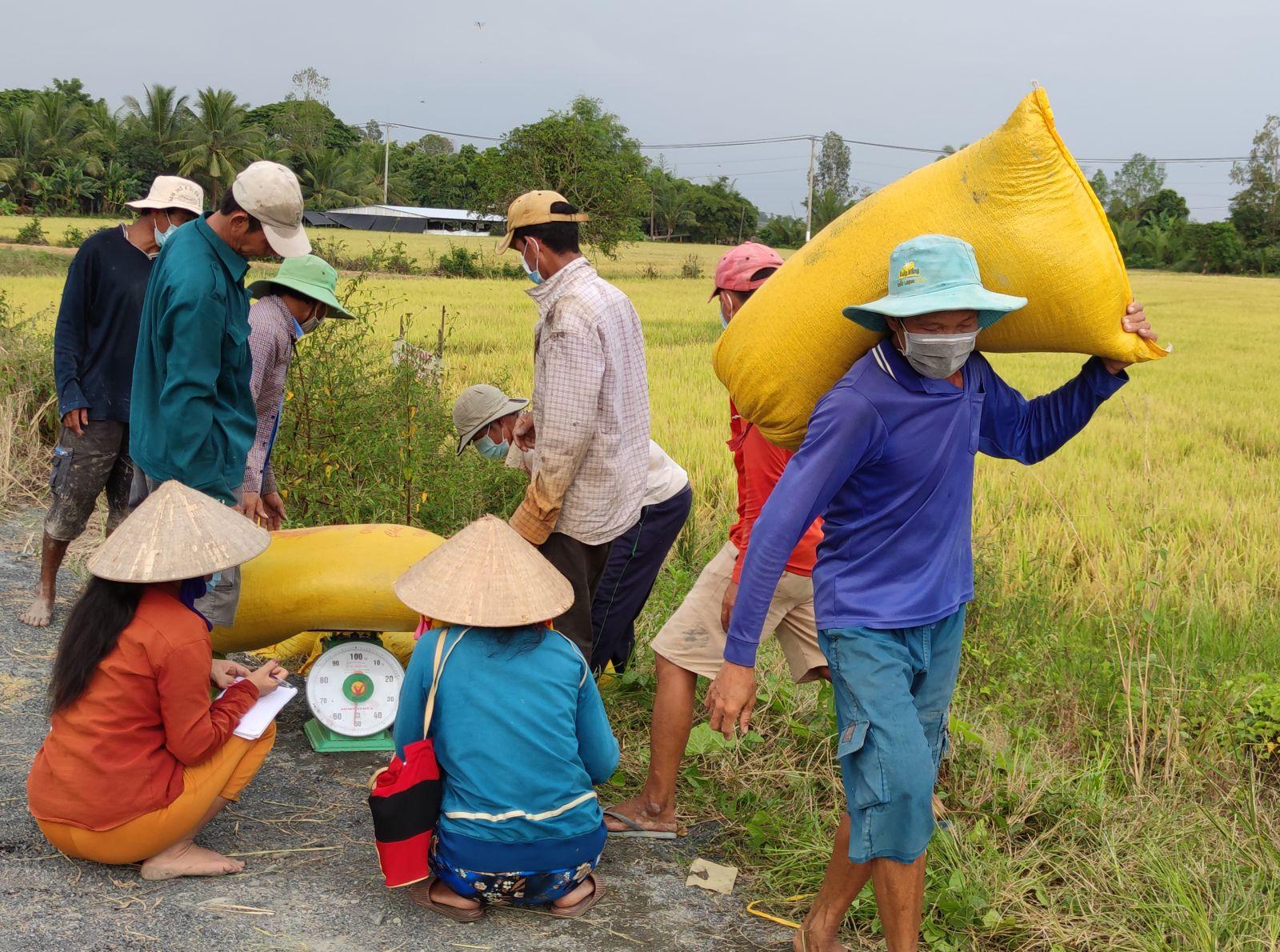 Thương lái thu mua lúa của nông dân tại huyện Thới Lai.