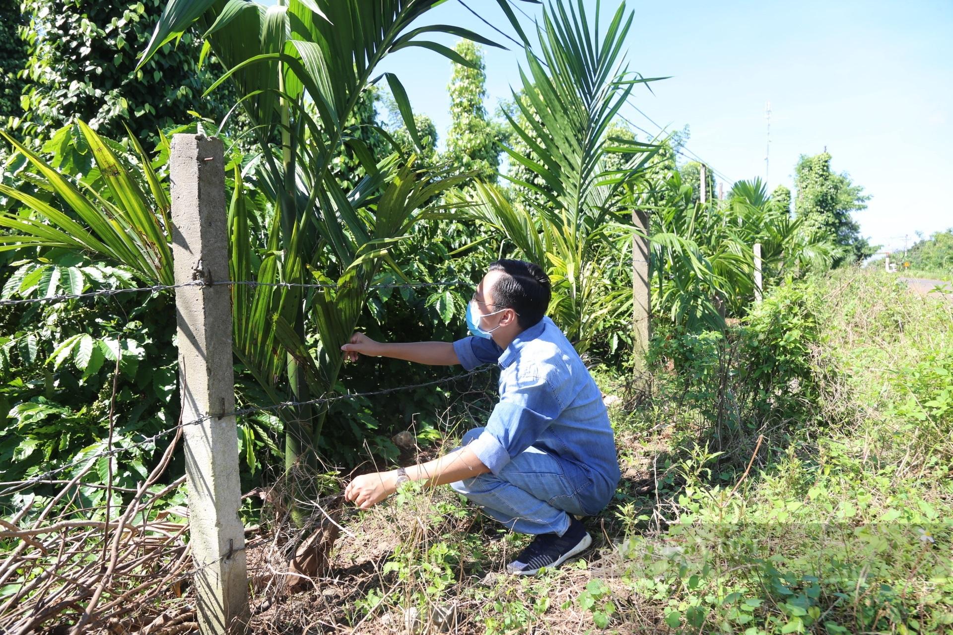 Đi dọc theo tuyến đường liên xã Ea Tiêu (huyện Cư Kuin) – Ea Kao (TP Buôn Ma Thuột) nhiều khu vườn đã xuống giống hàng trăm cây cau. Ảnh: N.G