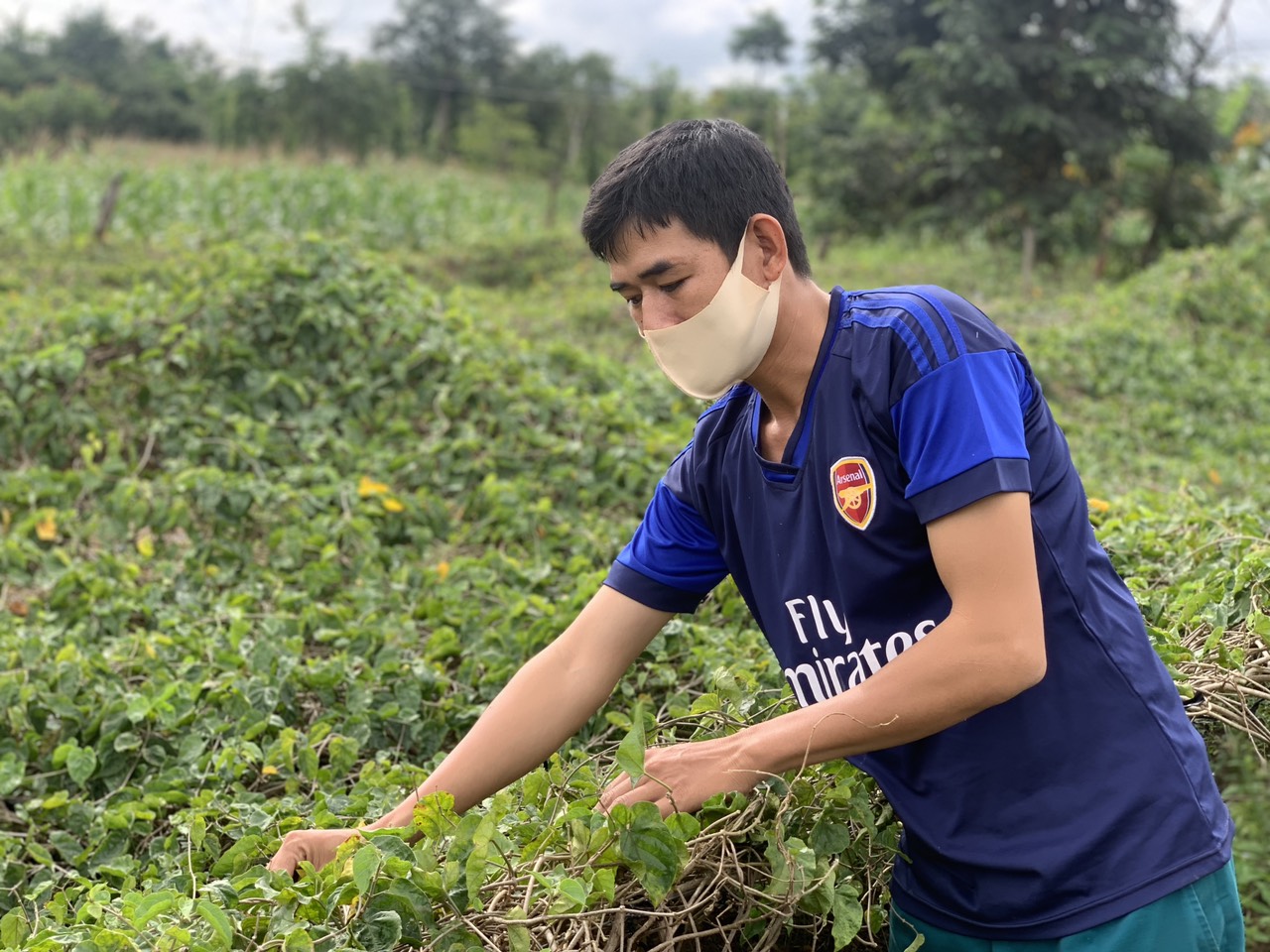 Anh Mạnh chăm sóc hoa thiên lý sau mỗi mùa thu hoạch hoa. Ảnh: P.H