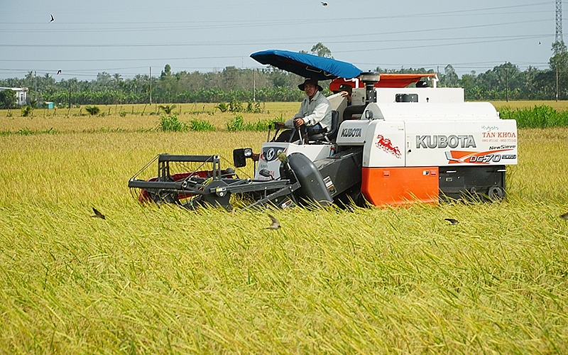 Giá lúa gạo hôm nay 8/12: Giá lúa đi ngang, giá gạo tăng nhẹ