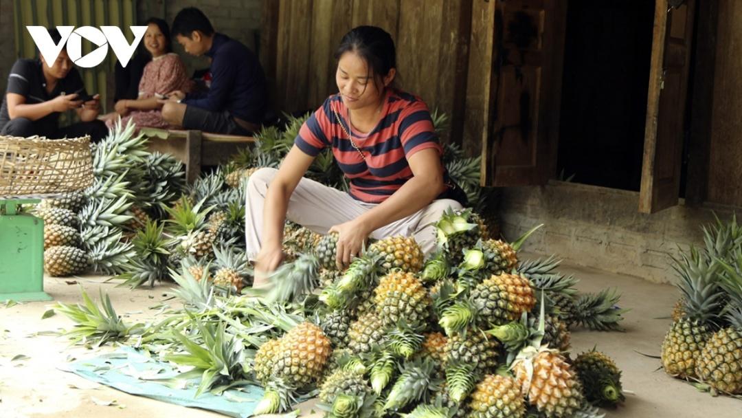 Cây dứa mật hiện đã được xã Mường Nhà xác định là cây trồng chủ lực để phát triển kinh tế ở vùng đất dốc, thay thế cho những cây trồng kém hiệu quả trước đây.