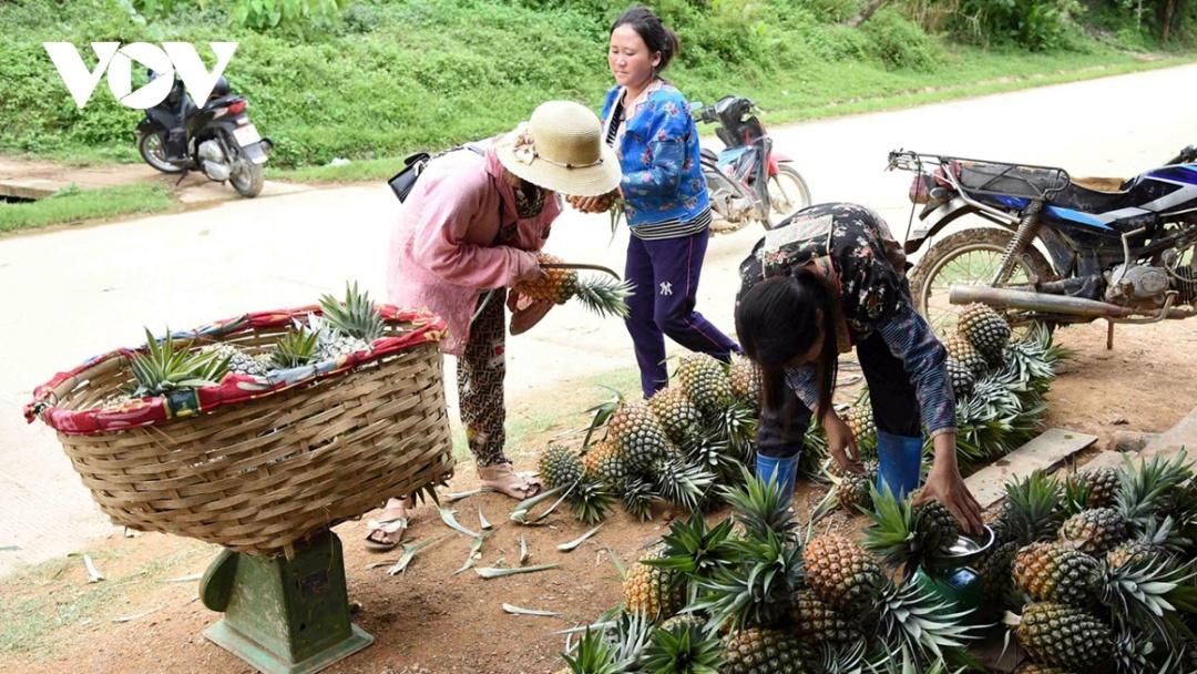 Cứ vào khoảng tháng 7 hàng năm, hai bên đường qua bản Pu Lau sẽ là không khí tấp nập người bán - mua dứa nhộn nhịp.