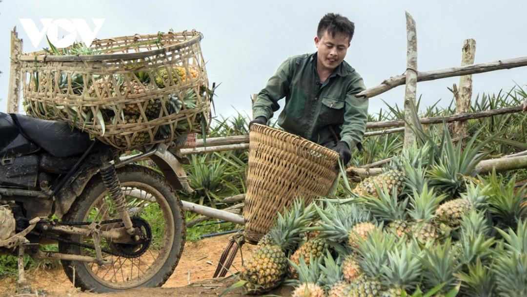 Trước đây gia đình anh thuộc hộ nghèo, thu nhập phụ thuộc vào lúa nương. Từ năm 2016, anh chuyển đổi gần 3.000m2 đất trồng lúa nương sang trồng dứa mật.