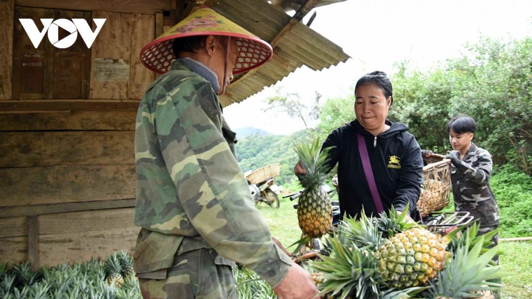 Mỗi vụ dứa cho gia đình anh Vàng A Sống thu khoảng 40 triệu đồng.