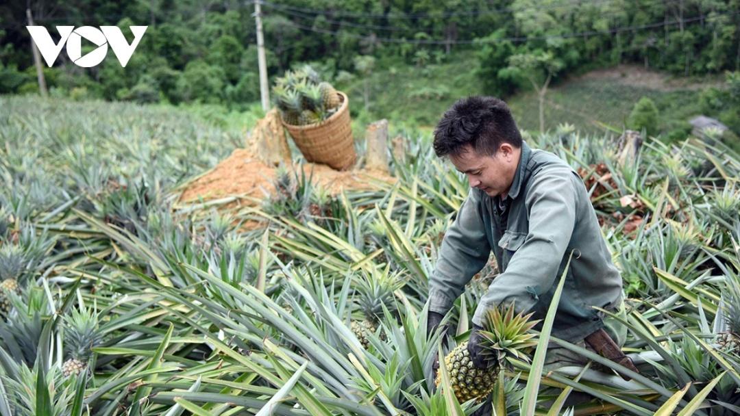 Nhận thấy dứa mật là loại cây trồng có chất lượng, rất phù hợp với khí hậu, thổ nhưỡng, chính quyền địa phương đã tích cực vận động để người dân xã Mường Nhà chuyển đổi diện tích trồng ngô, lúa nương kém hiệu quả sang trồng loại cây này.