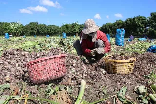 Phát huy tiềm năng, giá trị từ khoai môn