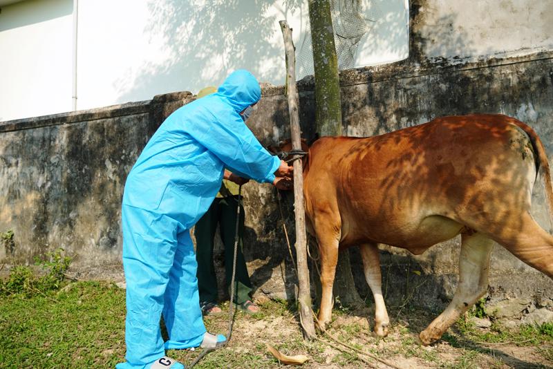 Tiêm vắc-xin phòng bệnh là biện pháp hữu hiệu hạn chế dịch bệnh VDNC trên trâu bò