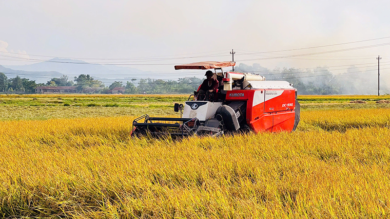 Nông dân được mùa vụ hè-thu.