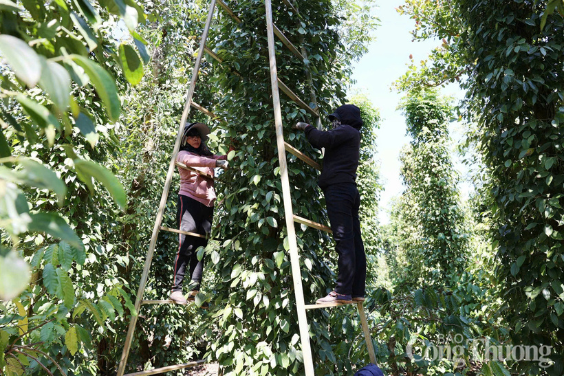 Nông dân tỉnh Lâm Đồng thu hoạch hồ tiêu
