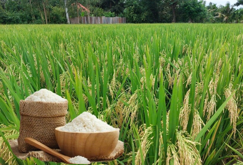 Giá lúa gạo hôm nay ngày 14/7: Gạo nguyên liệu xuất khẩu tăng, lúa tươi chững giá. Ảnh:  Thanh Minh.