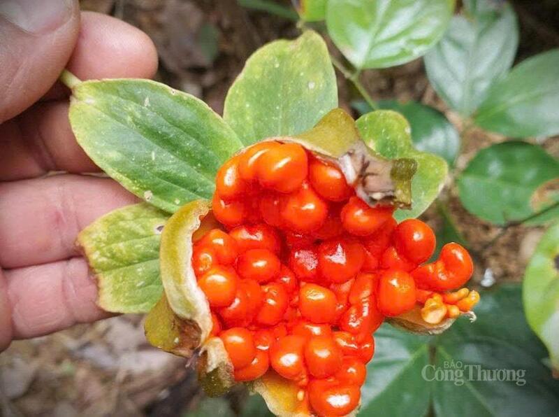 Sâm 7 lá, cây dược liệu thoát nghèo cho người dân xã La Êê