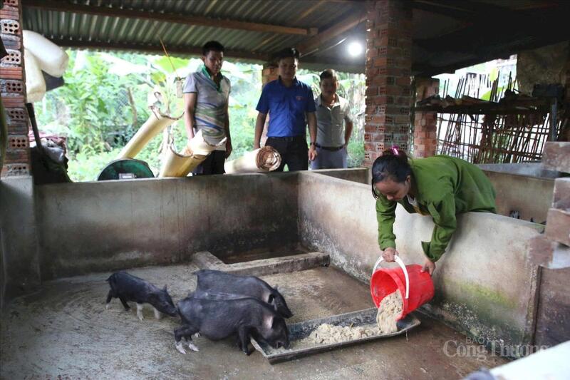 Chăn nuôi tập trung cũng là một trong những mô hình kinh tế mang lại hiệu quả cao cho người dân đồng bào Cơ Tu
