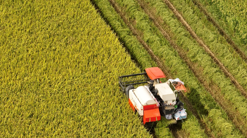 Nông nghiệp không chỉ đảm bảo an ninh lương thực quốc gia mà còn góp phần quan trọng vào an ninh lương thực toàn cầu. Ảnh minh họa