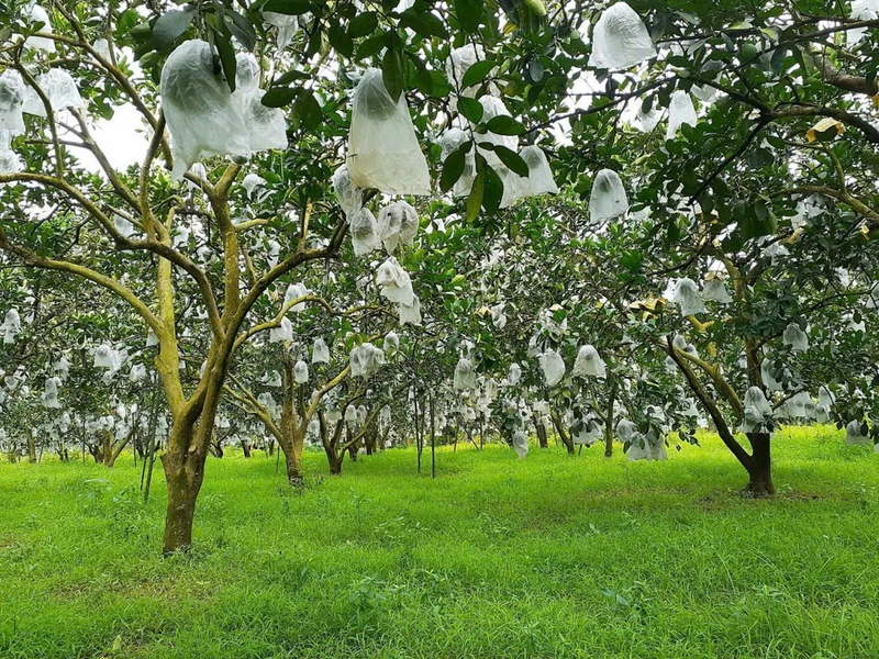 Vườn bưởi hữu cơ của ông Lê Hữu Diện. Ảnh: NVCC