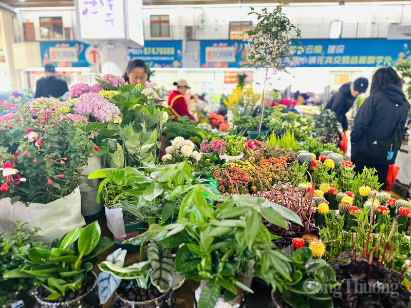 Không chỉ có hoa tươi, tại chợ còn có các khu giao dịch cây cảnh, hoa chế biến, sản phẩm phụ và phân bón.