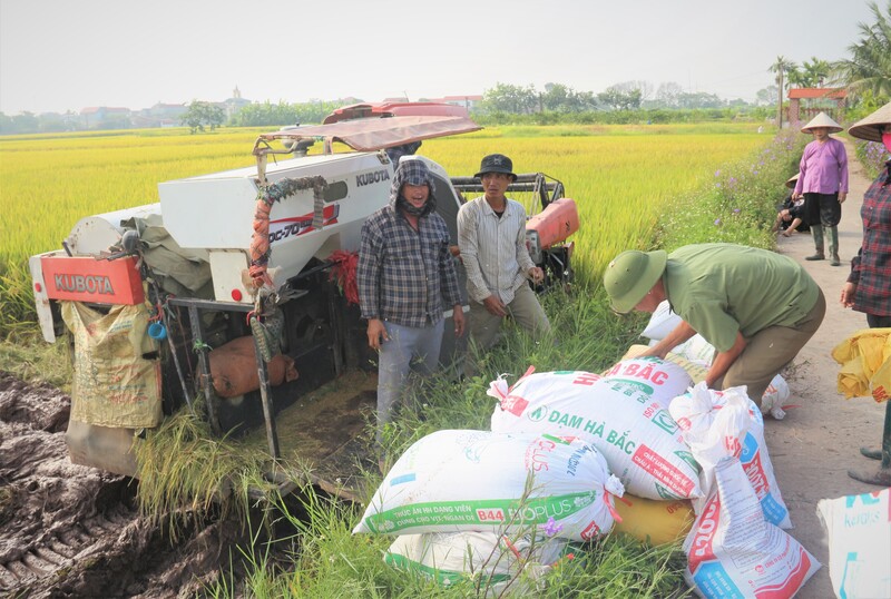 Chỉ số giá gạo FAO giảm 3% trong tháng 3, chủ yếu do nhu cầu yếu, nguồn cung gia tăng khi các vụ thu hoạch tại châu Á bước vào cao điểm. Ảnh minh họa