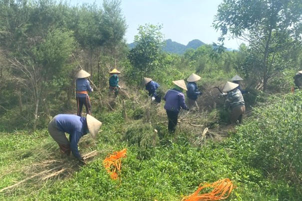 Xây dựng mô hình trồng Tràm trà và Tràm năm gân đạt năng suất và chất lượng cao tại tỉnh Ninh Bình