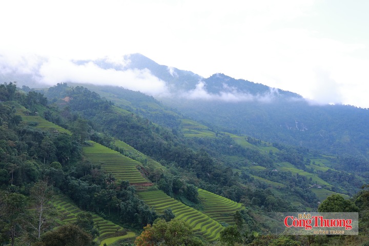 Giữa núi rừng Xà Phìn, xã Thanh Thủy, tỉnh Tuyên Quang, vùng chè Shan tuyết được bao bọc bởi cảnh quan đặc trưng của miền núi cao