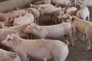 Giá heo hơi hôm nay 26/2/2025: Tăng mạnh trên toàn quốc