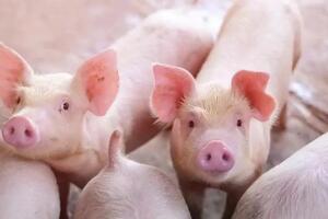 Giá heo hơi hôm nay 27/2/2025: Miền Nam đắt nhất 80.000 đồng/kg