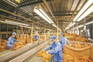 Bộ Công Thương lấy ý kiến về hạn ngạch thuế quan nhập khẩu thuốc lá nguyên liệu năm 2025