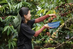 Giá cà phê hôm nay 22/4/2025, xu hướng thị trường đi ngang