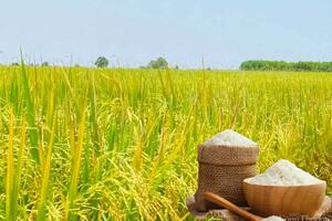 Giá lúa gạo hôm nay ngày 16/5: Lúa tươi đảo chiều giảm