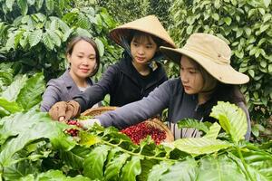Dự báo giá cà phê ngày mai 5/6/2025, thị trường tăng nhẹ