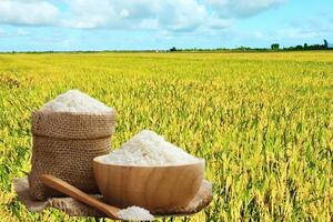 Giá lúa gạo hôm nay ngày 23/6: Gạo thơm cao, lúa tươi vững giá
