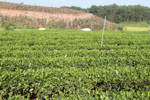 Phát triển vùng chè chất lượng cao, thúc đẩy tiêu thụ sản phẩm tại Bàn Đạt