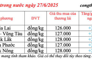 Giá tiêu hôm nay 27/6/2025: trong nước thị trường phục hồi, tăng cao