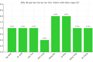 Giá heo hơi hôm nay ngày 9/7/2025: Đồng loạt giảm ở cả 3 miền