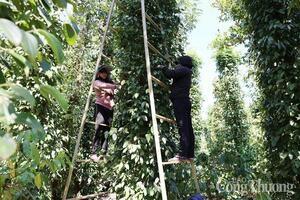 Giá tiêu hôm nay 4/8/2025: Trong nước cao nhất 140.000 đồng/kg