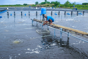 Đồng bộ giải pháp nuôi trồng thủy sản, thúc đẩy kinh tế Cà Mau