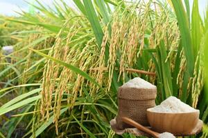 Xuất khẩu gạo Việt: Thị trường nào đang nắm thế 'thượng phong'?