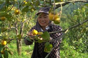 Chuỗi giá trị và thương hiệu nâng tầm nông sản miền núi
