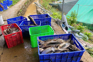 Quảng Ngãi: Sạt lở núi, gần 70 tấn cá tầm chết, thiệt hại hơn 8 tỷ đồng