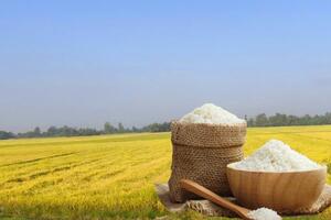 Giá lúa gạo hôm nay ngày 31/10: Thị trường lặng sóng