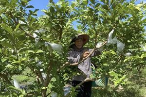 Hợp tác xã Việt Hưng 'mở đường' cho sản phẩm miền núi vươn xa