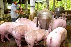 Giá heo hơi hôm nay 5/11/2025: Không ghi nhận đợt điều chỉnh mới