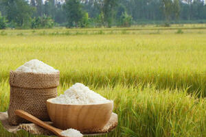 Giá lúa gạo hôm nay ngày 18/11: Gạo xuất khẩu biến động, lúa chững giá