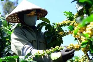 Giá cà phê hôm nay 24/11/2025: Thị trường chững lại