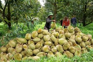 Xuất khẩu sầu riêng: Minh bạch mã số để bảo toàn thị trường tỷ đô