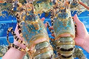 Tôm hùm Việt Nam bứt tốc, lập kỷ lục 712 triệu USD