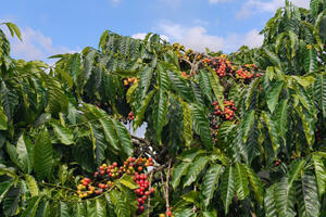 Giá cà phê hôm nay 01/12/2025: Đi ngang phiên đầu tuần