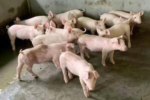 Giá heo hơi hôm nay 01/12/2025: Tiếp đà tăng, đạt mốc mới