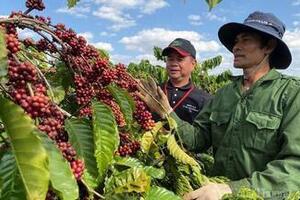 Giá cà phê hôm nay 3/12/2025: Giảm sâu 4.000 đồng/kg