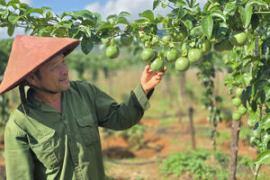 Chanh leo tăng trưởng thần tốc, lập kỷ lục xuất khẩu