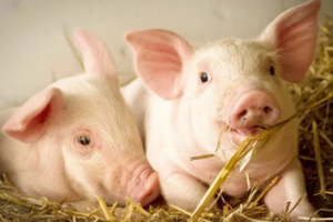 Giá heo hơi hôm nay 17/12/2025: Tiếp tục lập đỉnh mới 66.000 đồng/kg